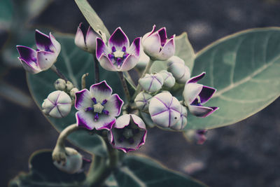 Close-up of purple flowering plant