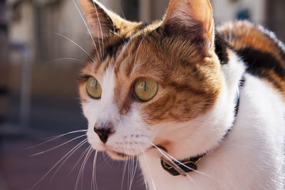 Close-up portrait of cat