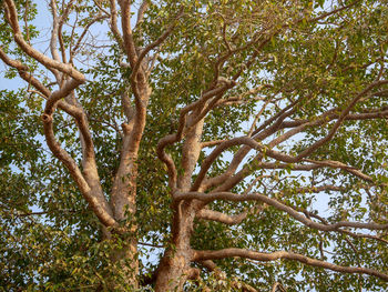 Low angle view of trees in forest against sky