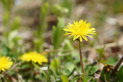 Close-up of yellow flowering plant on field