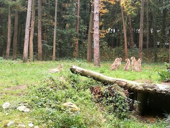 Trees in forest