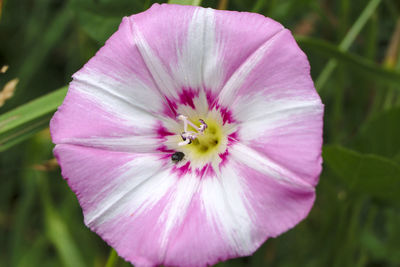 Close-up of pink flower