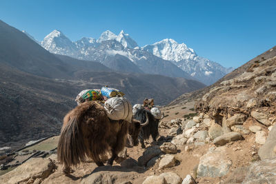 Horses in a mountain