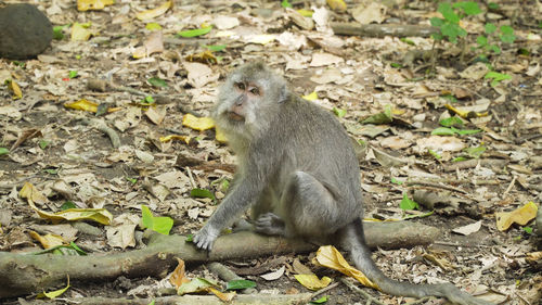 Monkey macaque in the rain forest. monkeys in the natural environment. bali, indonesia. 