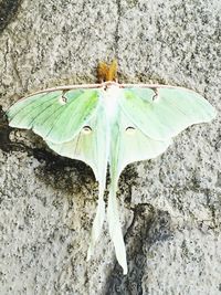 Close-up of butterfly on leaf