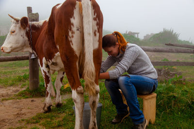 Girl at work milking a cow on a farm