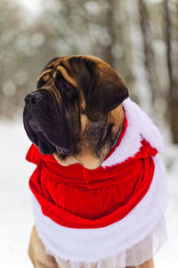 Close-up of dog looking away