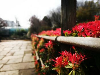 Close-up of red flower against blurred background