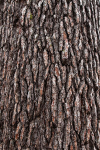 Full frame shot of tree trunk
