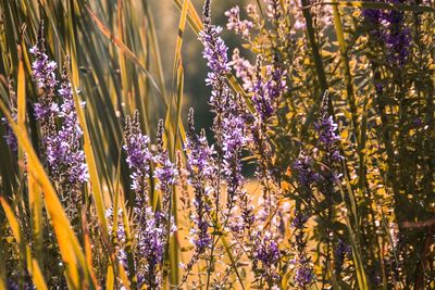 Lavender flowers growing on field