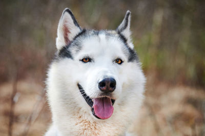 Close-up portrait of dog