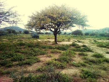 Trees on field against clear sky