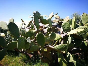 Close-up of prickly pear cactus