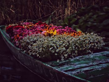 Close-up of multi colored flowers