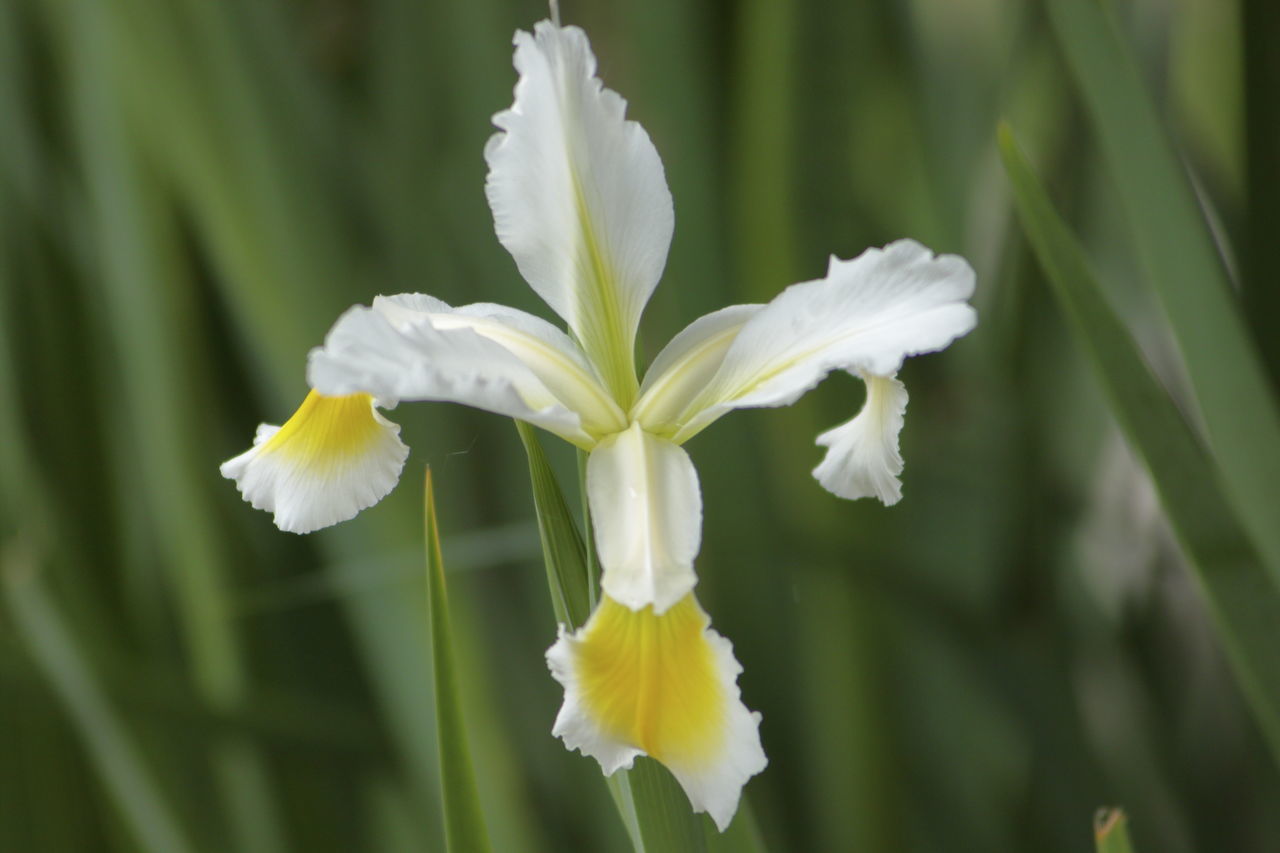 CLOSE-UP OF WHITE FLOWERING PLANT GROWING ON FIELD