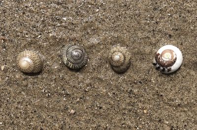 High angle view of shells on sand
