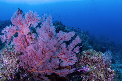 View of coral swimming in sea