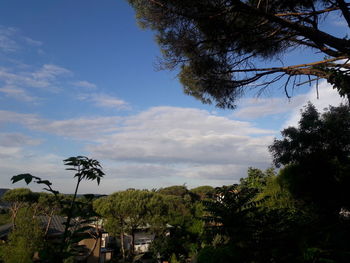 Trees against cloudy sky