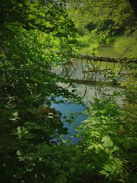 Scenic view of lake in forest