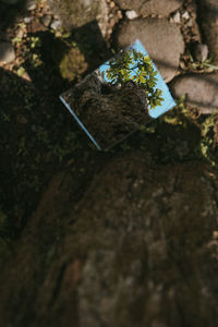 Reflection of plants on mirror