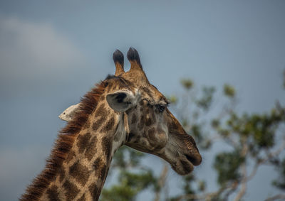 Close-up of a horse against the sky