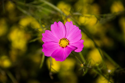 Sunlight shining on the pink cosmos flower against yellow background