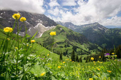 Scenic view of flowering plants on field against cloudy sky