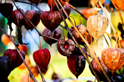 Close-up of fruits growing on tree