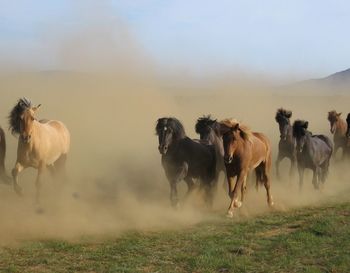 Flock of sheep on field