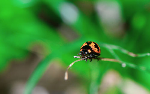Close-up of ladybug on plant
