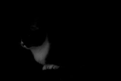 Cat on black background