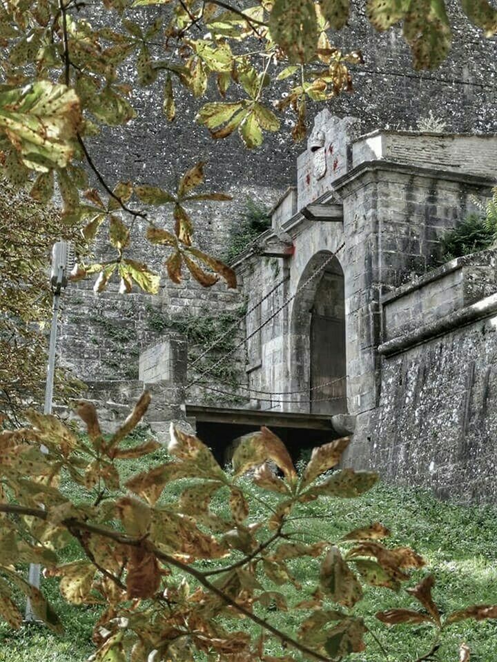 tree, built structure, abandoned, architecture, old, damaged, leaf, obsolete, deterioration, growth, forest, building exterior, day, plant, no people, branch, broken, ivy, run-down, nature