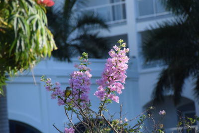 Close-up of plants against blurred background