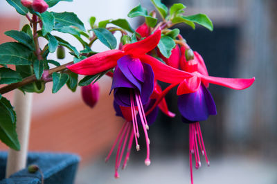 Close-up of flowers against blurred background