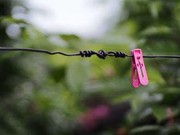 Close-up of clothespins hanging on rope