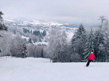 Skier going down the slope surrounded by coniferous forest and mountains covered in snow