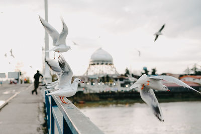 Low angle view of bird flying against sky