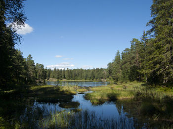 Scenic view of lake in forest against sky