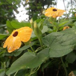 Close-up of yellow flowers blooming outdoors