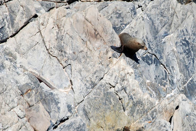 Close-up of bird on rock