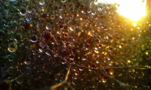 Low angle view of illuminated tree