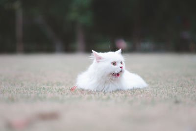 Close-up of a dog