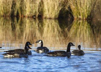Ducks swimming in lake