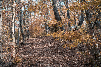 Trees in forest during autumn