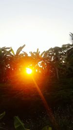 Close-up of plants against sky during sunset