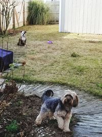 Dog on grass