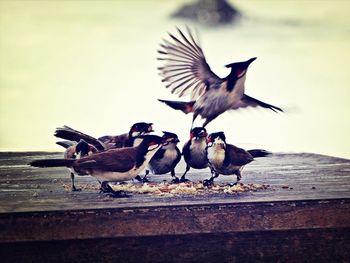 Flock of birds feeding