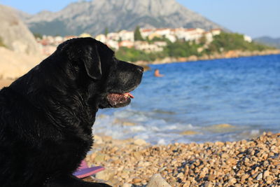 Black dog looking at sea shore