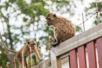 Monkeys on gate against trees