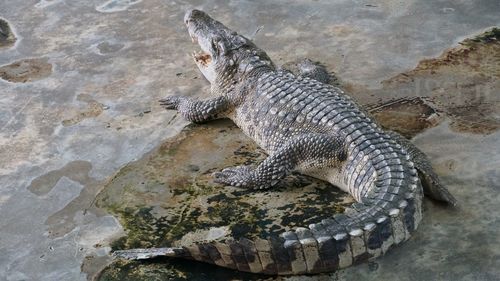 High angle view of lizard on rock